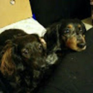 Meet your Posher, Lola